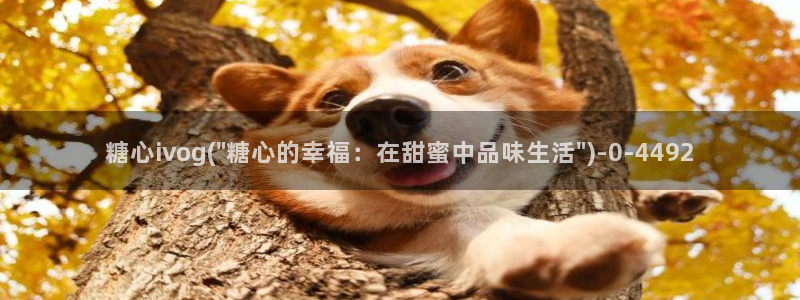 糖心vlog是一个怎么样的app